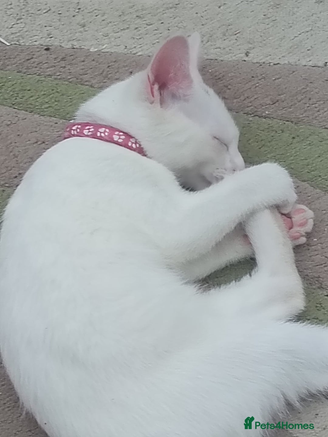 Mixed Breed cats for sale: Female kitten - Image 1