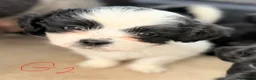 Mixed Breed dogs for sale: havanese and shitzu puppies - Advert 4
