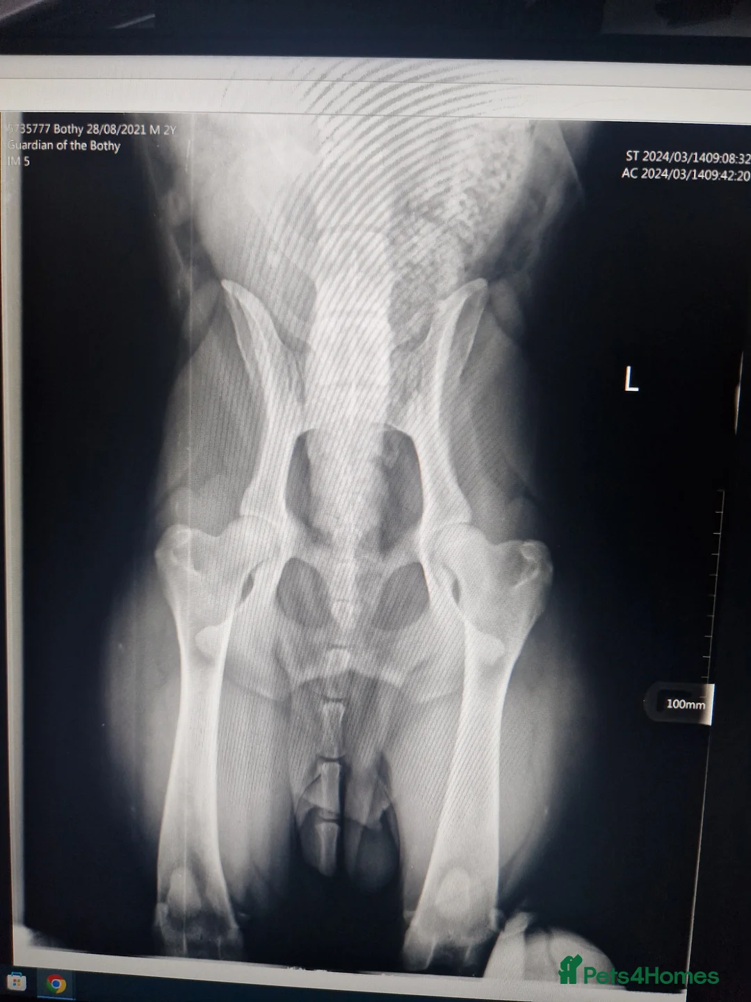 German Shorthaired Pointer dogs for stud: Proven sire full KC Reg GSP 5th Generation in Liverpool - Advert 17