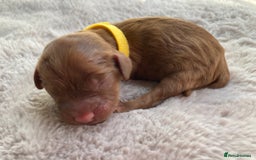 Mixed Breed dogs for sale: Cockapoo/Cavapoo Mix Puppies Available 10 Nov 25 - Image 18