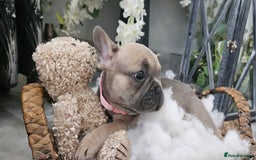 French Bulldog dogs for sale: French bulldog lilac/blue fawn  - Image 23