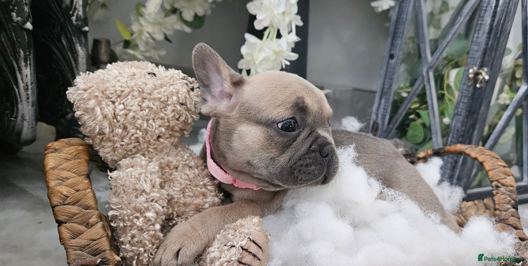 French Bulldog dogs for sale: French bulldog lilac/blue fawn  - Image 23