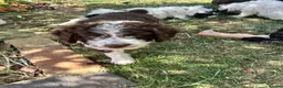 Spanish Water Dog dogs for sale: Spanish Water Dog - Advert 7