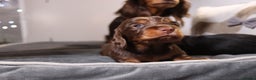 Miniature Dachshund dogs for sale: Exceptional miniature longhaired dachshunds  - Advert 6