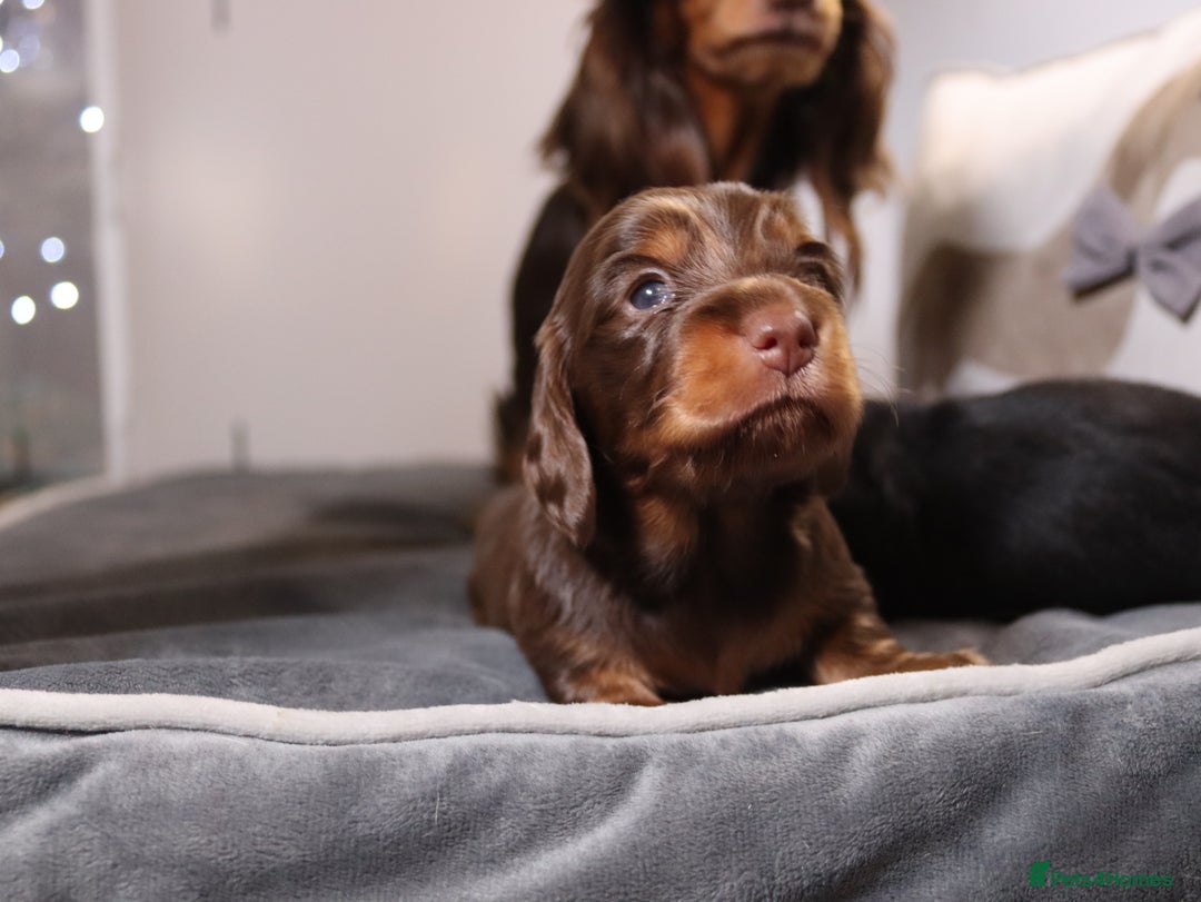 Miniature Dachshund dogs for sale: Exceptional miniature longhaired dachshunds  - Advert 6