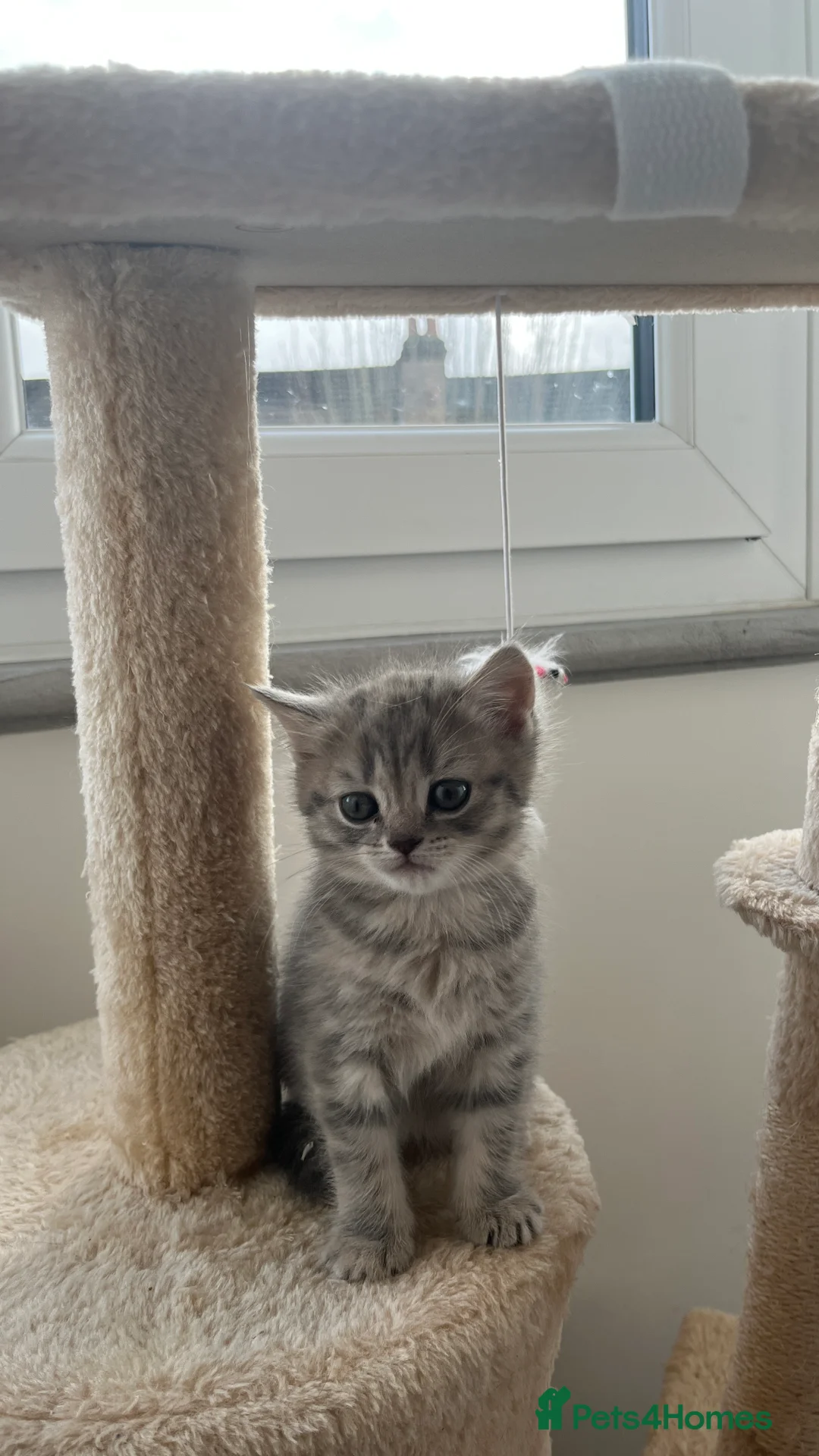 Scottish Fold cats for sale: Lovely kitten - Advert 7