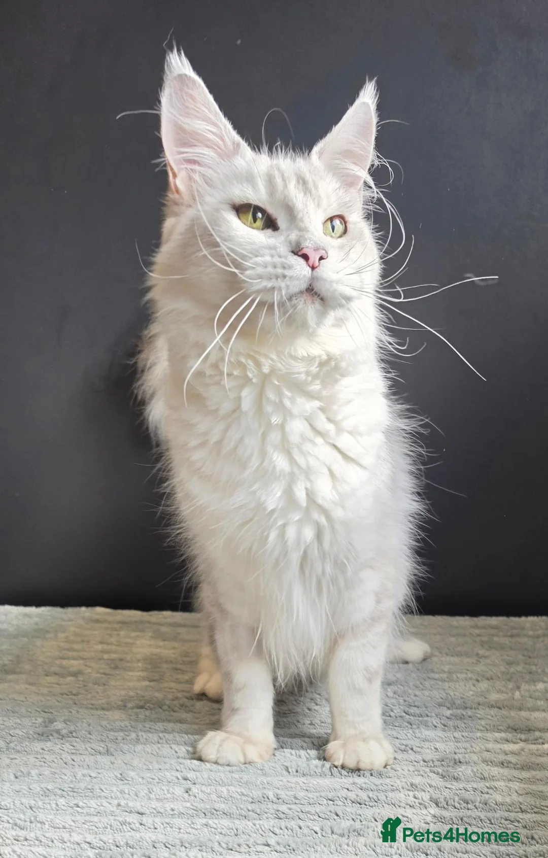 Maine Coon cats for sale: Ex breeding queen  - Advert 8