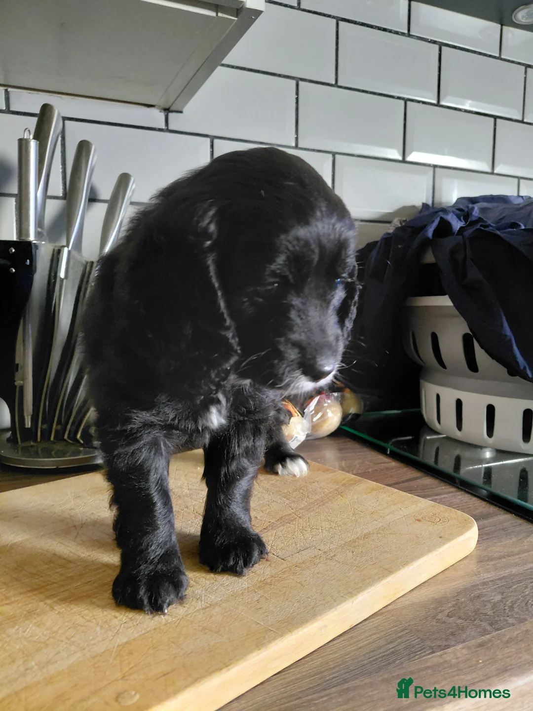 Cockapoo dogs for sale: Cockerpoo  puppys  - Advert 13