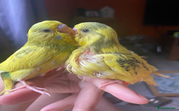 Budgerigars birds - Advert 4