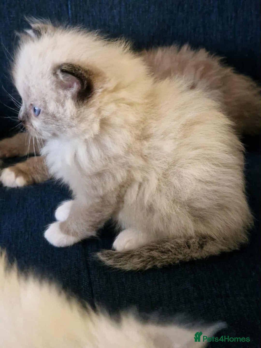 Ragdoll cats for sale: Stunning TICA Ragdoll Kittens - Mink, Sepia,  - Advert 10