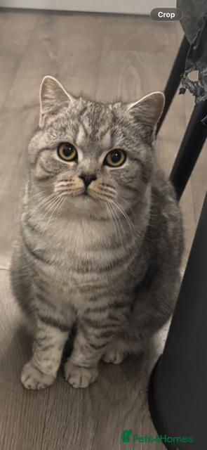 Scottish Fold cats 3 x Kittens for sale - Advert 1