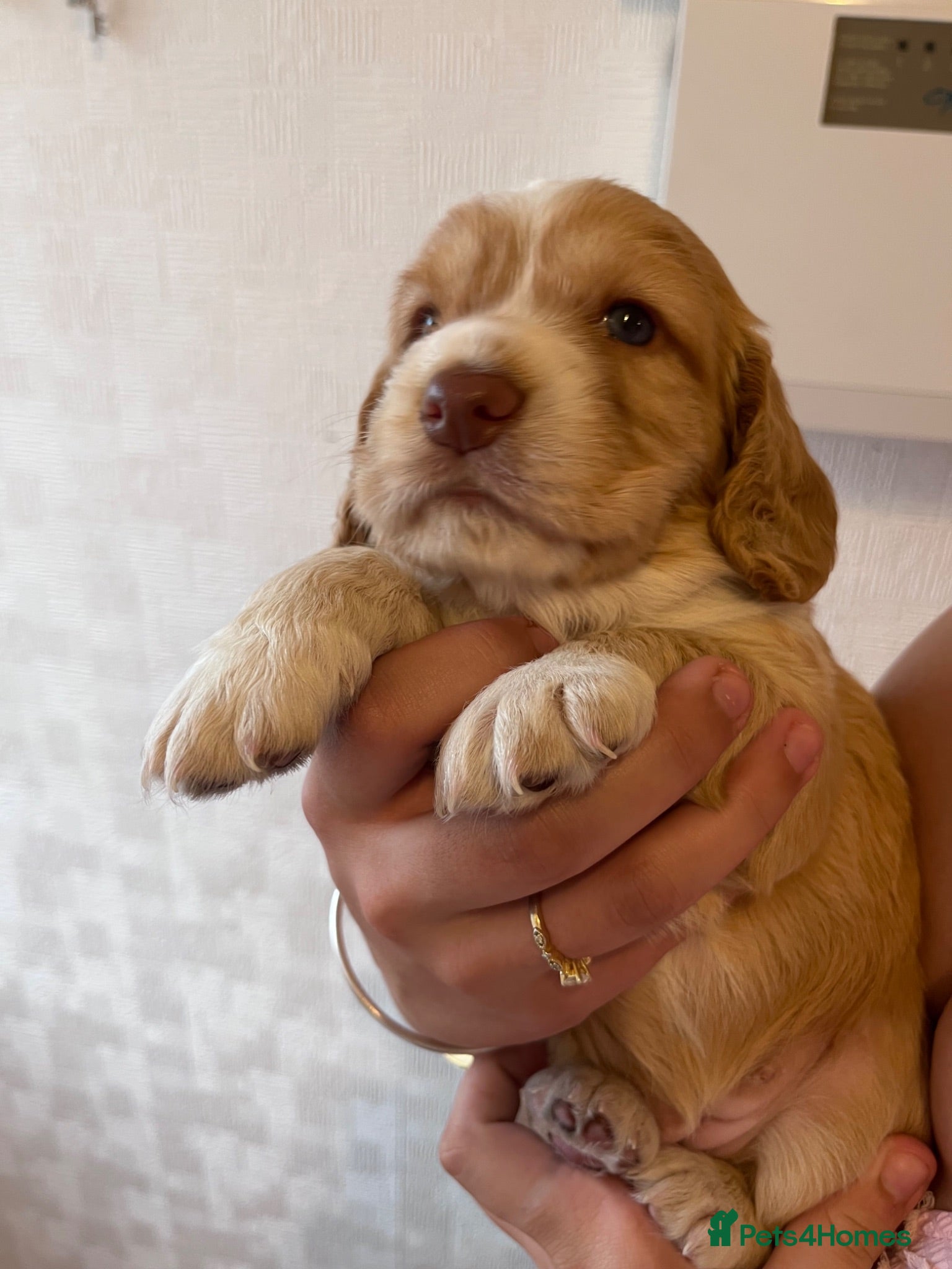 Cocker Spaniel dogs 6 Beautiful Cocker Spaniel Pups - Advert 2