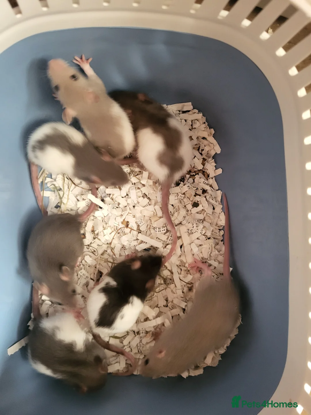 Rat rodents for sale: Stunning friendly fancy rats - Advert 3