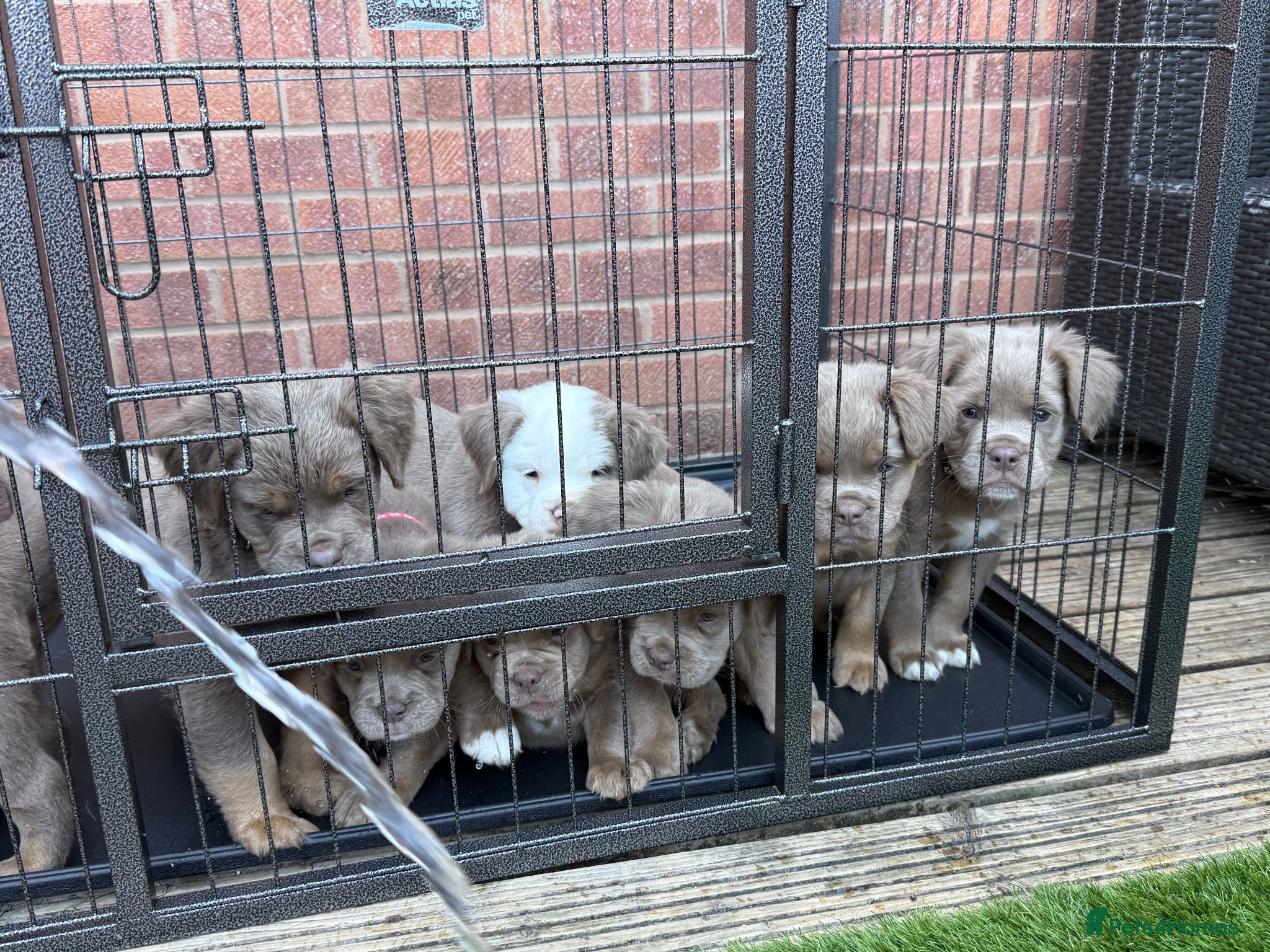Olde English Bulldogge dogs Fluffy Olde English Bulldog Puppies - Advert 2