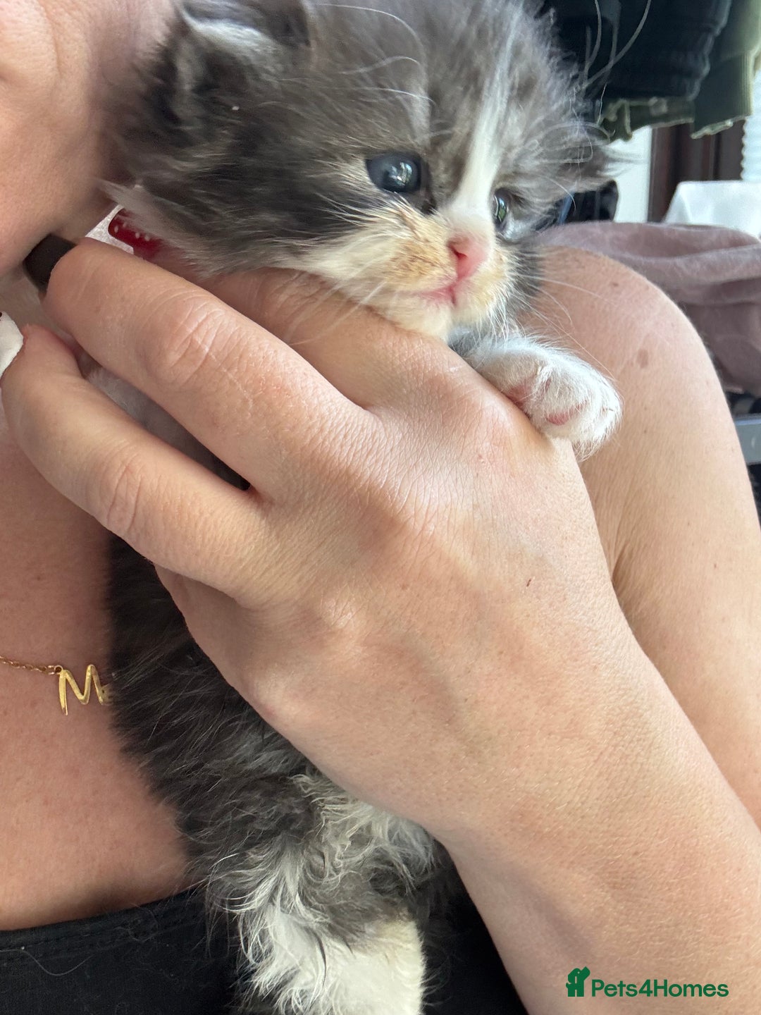 Persian cats for sale: Persian Kittens  - Image 6