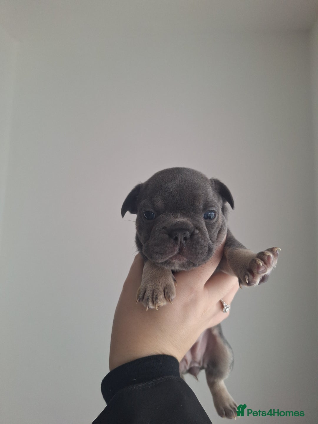 French Bulldog dogs for sale: French bulldog babies  - Advert 2