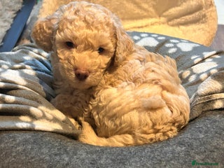 Miniature Poodle dogs Stunning Miniature Poodle Pups - Advert 3