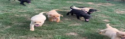 Labrador Retriever dogs for sale: 🖤🧡Fabulous Puppies Looking for a 5⭐️ home  - Advert 4
