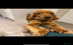 Cocker Spaniel dogs for sale: Cocker spaniel for rehoming  - Image 3
