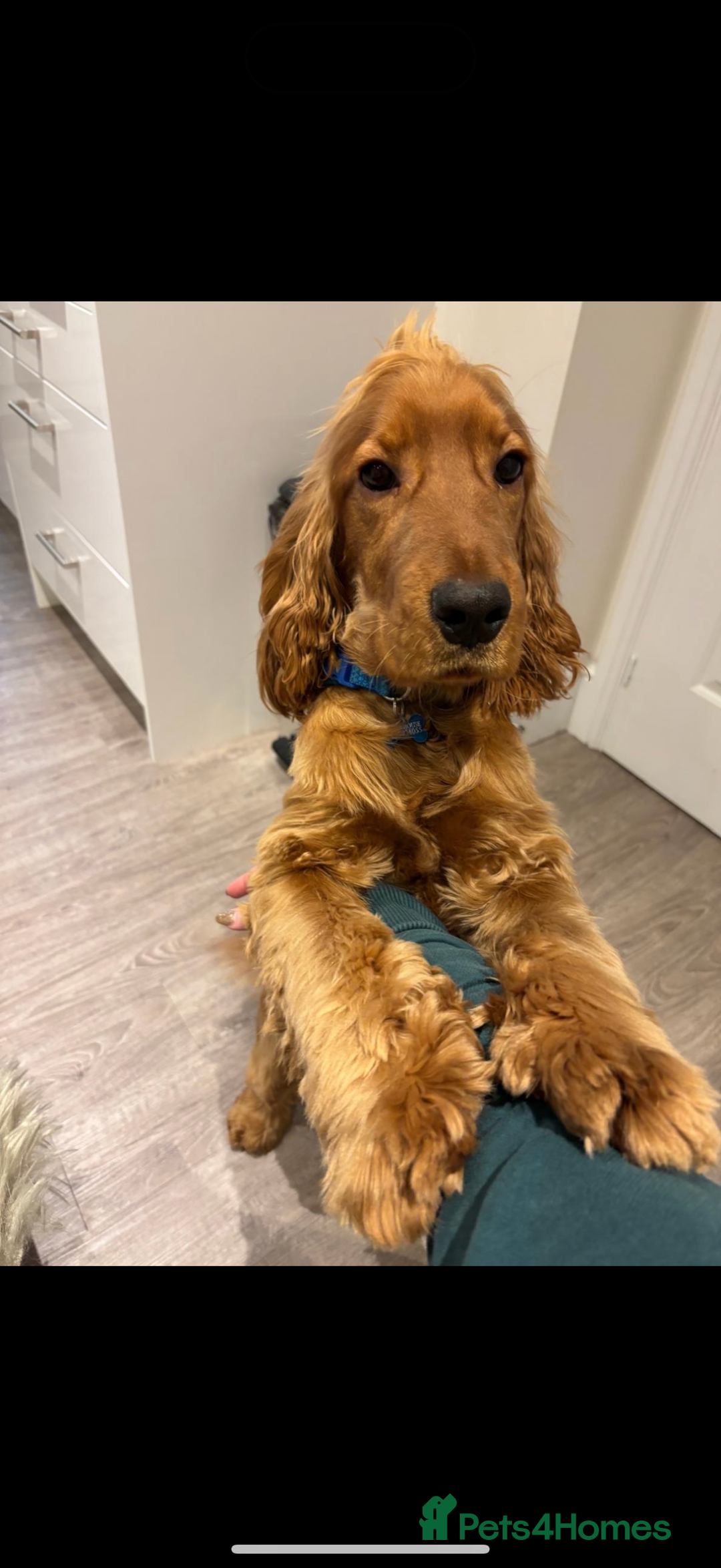 Cocker Spaniel dogs for sale: Cocker spaniel for rehoming  - Image 3