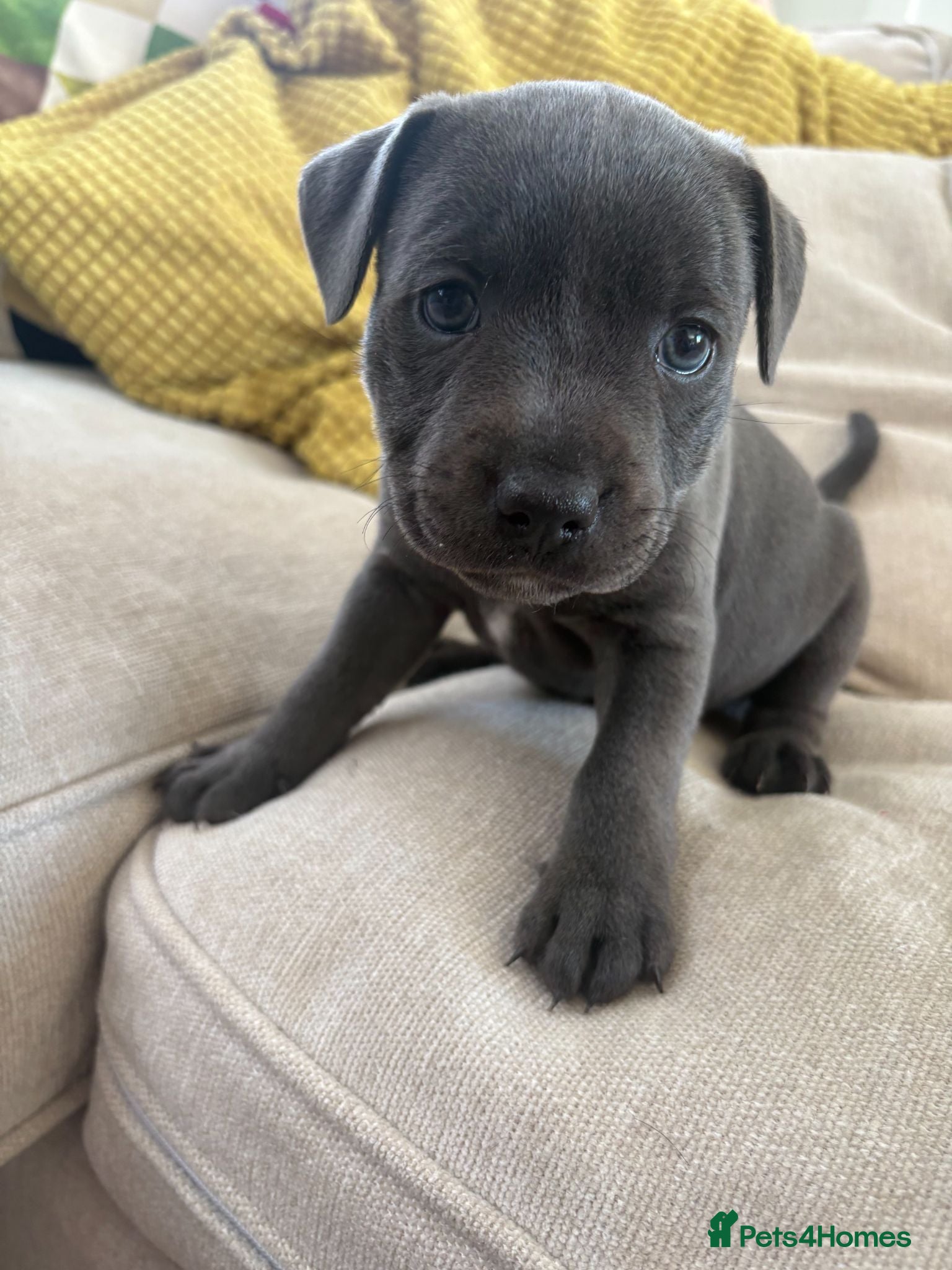 Staffordshire Bull Terrier dogs KC Registered Blue & Lilac Staffy Puppies 🐾 - Advert 1
