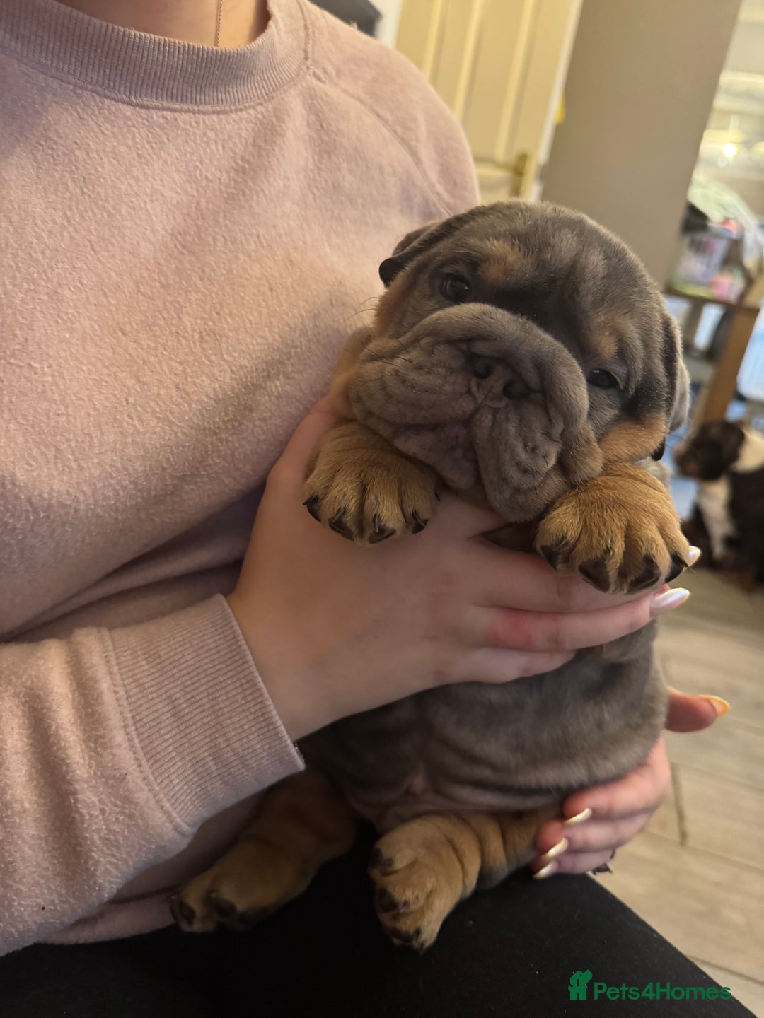 English Bulldog dogs for sale: Bettie & 007 babies short compact   - Image 6