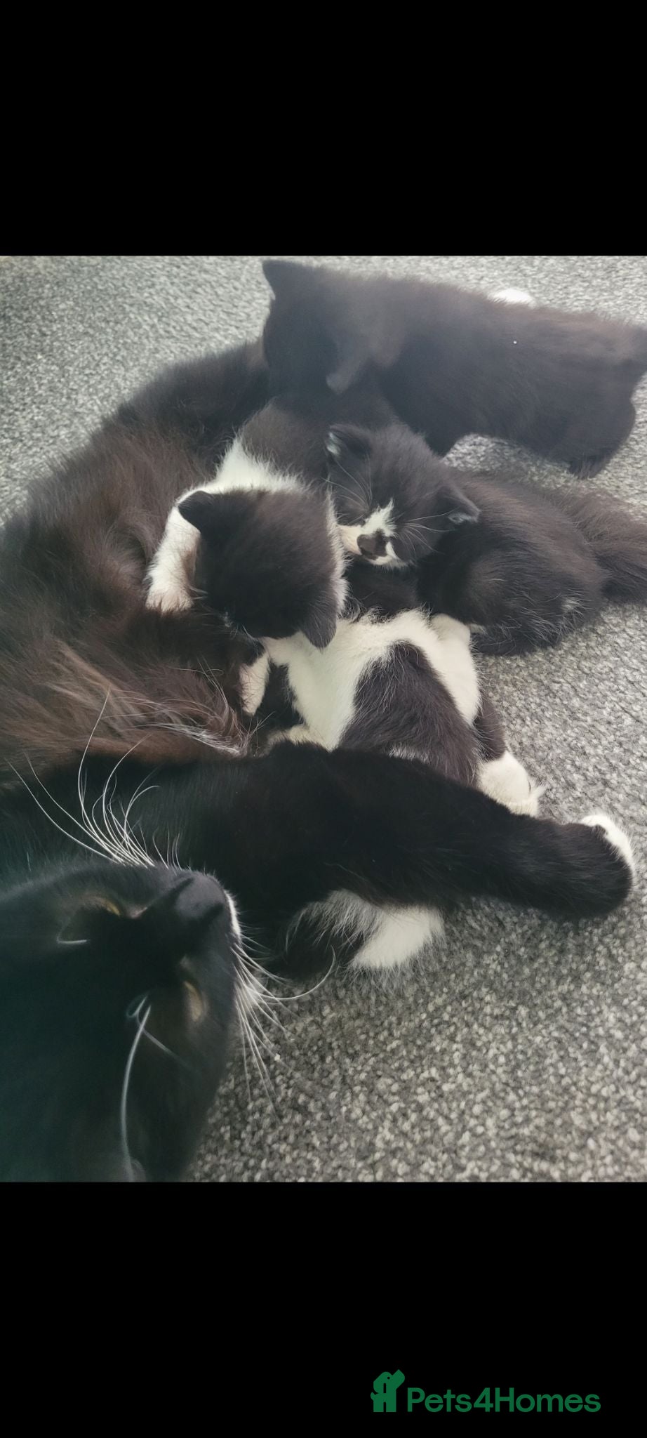 Mixed Breed cats cute kittens are looking for their new home - Advert 1