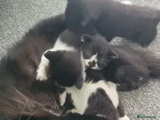 Mixed Breed cats cute kittens are looking for their new home - Advert 4