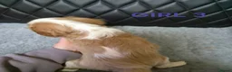 Cavalier King Charles Spaniel dogs for sale: Cavalier King Charles Spaniel  - Advert 3