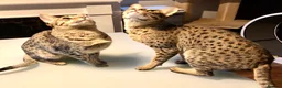 Savannah cats for sale: Stunning f3c female savannah  - Advert 5