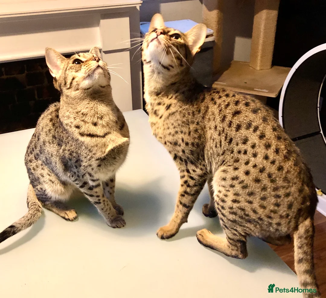 Savannah cats for sale: Stunning f3c female savannah  - Advert 5