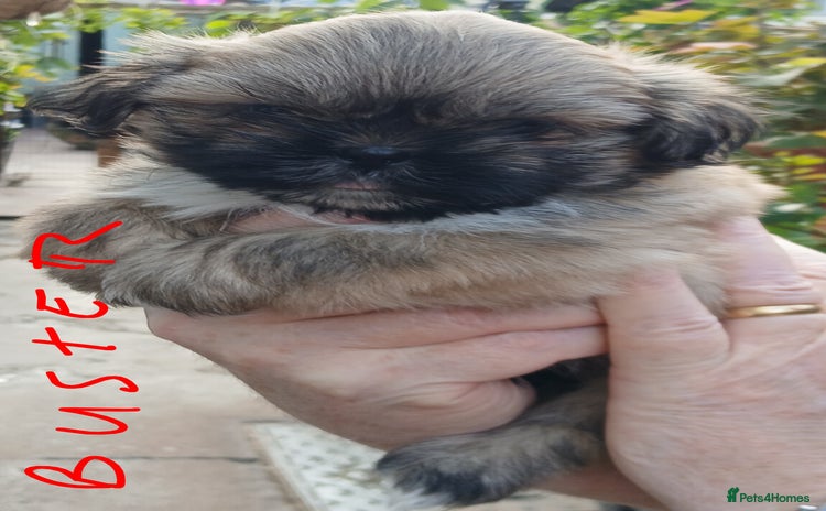 Shih Tzu dogs - Advert 3