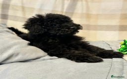 Toy Poodle dogs for sale: Beautiful toy poodle puppies  - Image 3