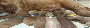 Female yellow collar 