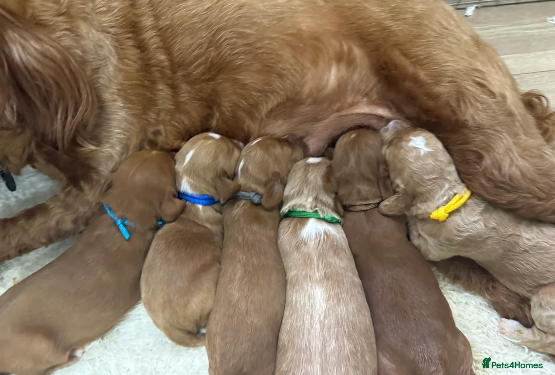 Australian Labradoodle dogs for sale: Outstanding 5 🌟🌟 Australian labradoodle litter  - Advert 2