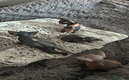 Sphynx cats for sale: Amazing colour Sphynx - Image 4