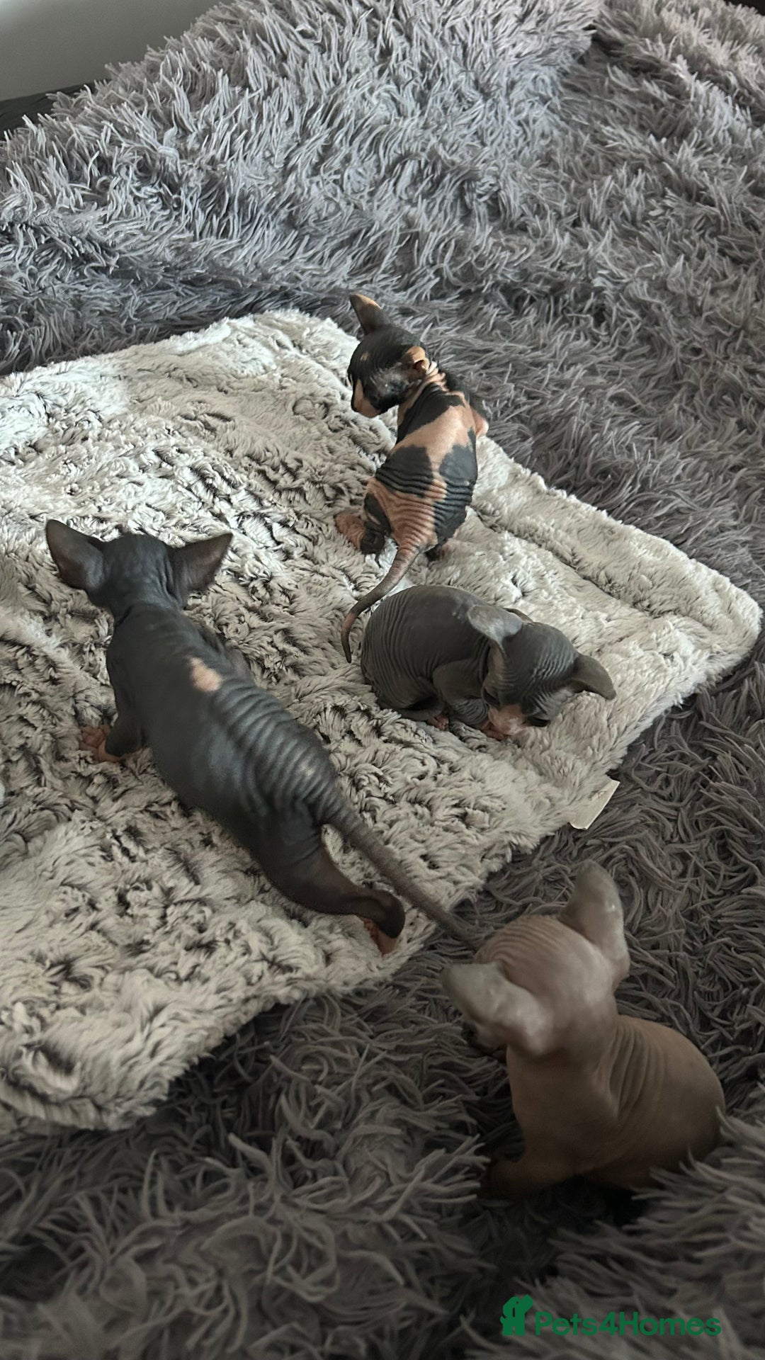 Sphynx cats for sale: Amazing colour Sphynx - Image 4