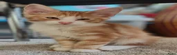 Norwegian Forest Cat cats for sale: Beautiful Norwegian Forest Kittens  - Advert 9