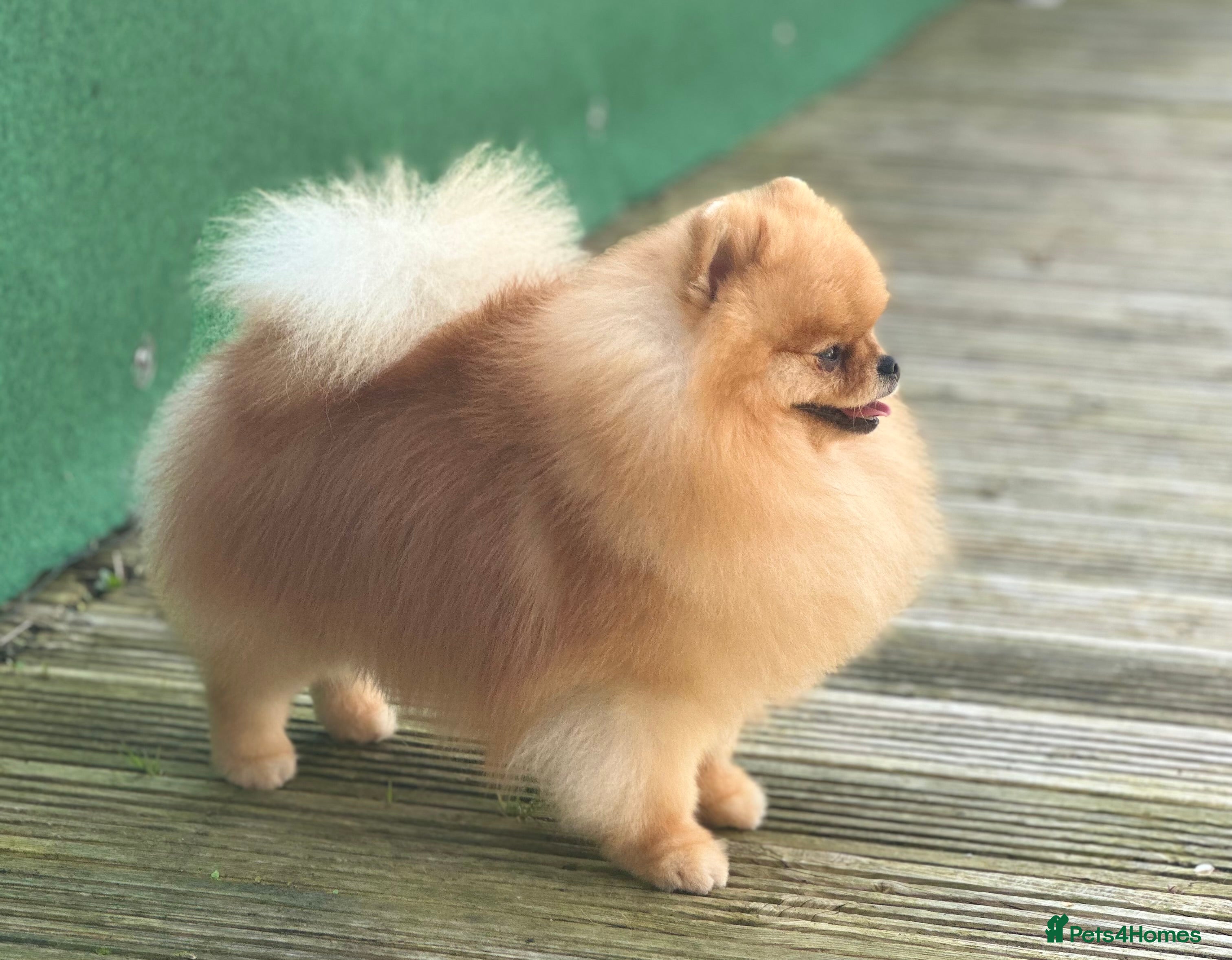 Pomeranian dogs Stunning orange sable boy for stud in Lanark - Advert 6