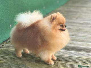 Pomeranian dogs Stunning orange sable boy for stud in Lanark - Advert 4