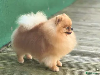 Pomeranian dogs Stunning orange sable boy for stud in Lanark - Advert 1