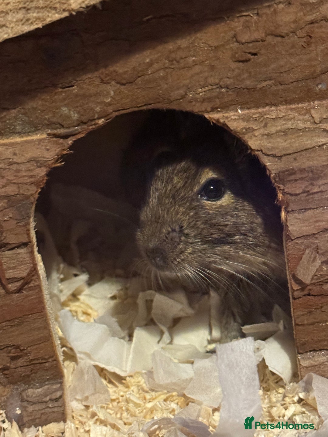 Degus rodents for sale: 2 Degus brothers for sale age 1.5 years - Image 3