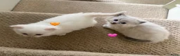 Ragdoll cats for sale: Adorable Purebred Ragdoll Kitties 🤍 - Advert 13