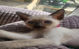 Siamese cats for sale: Traditional Siamese kittens - Image 8