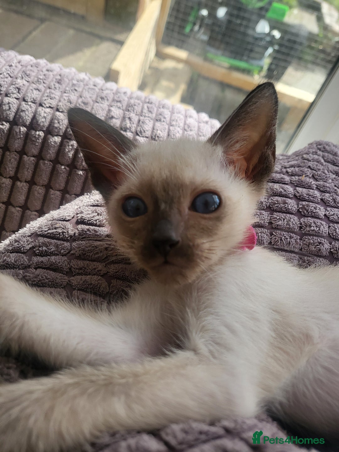 Siamese cats for sale: Traditional Siamese kittens - Image 8