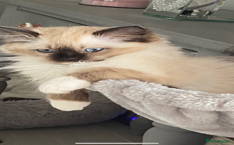 Ragdoll cats - Advert 7