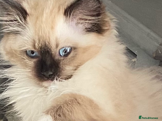 Ragdoll cats - Advert 16