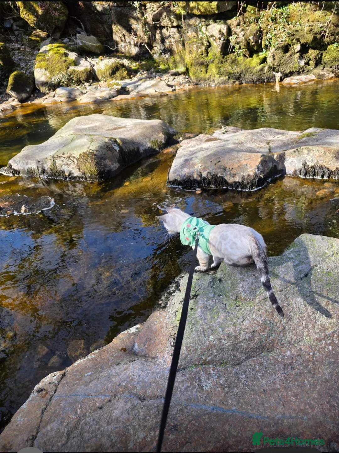 Bengal cats for sale: 🥇🏆Gorgeous Pedigree Tica Pure Bengals🏆🥇 - Advert 21