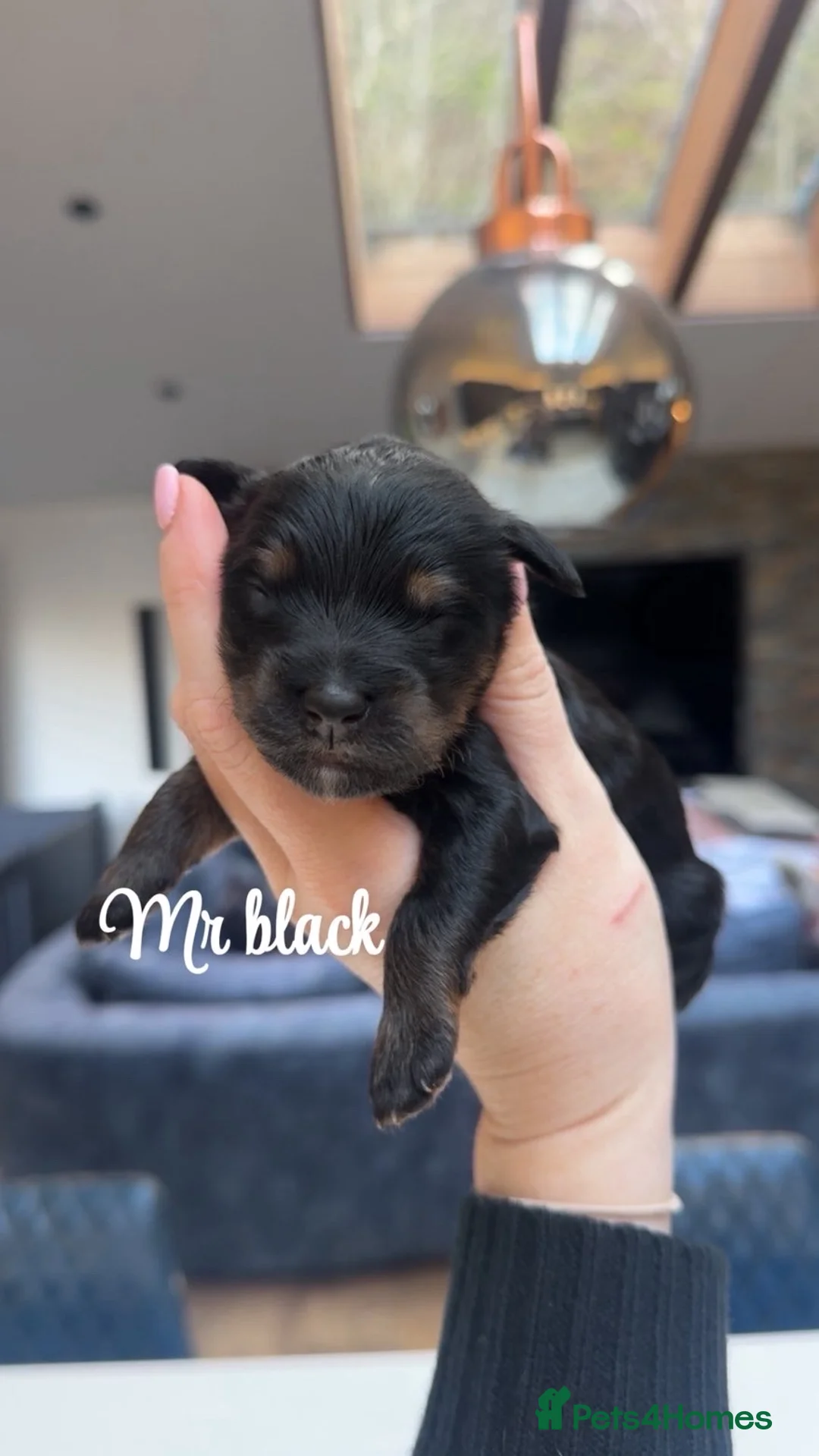 Bernedoodle dogs for sale: Merle, Black & Tan Mini Outstanding Bernedoodles - Advert 26