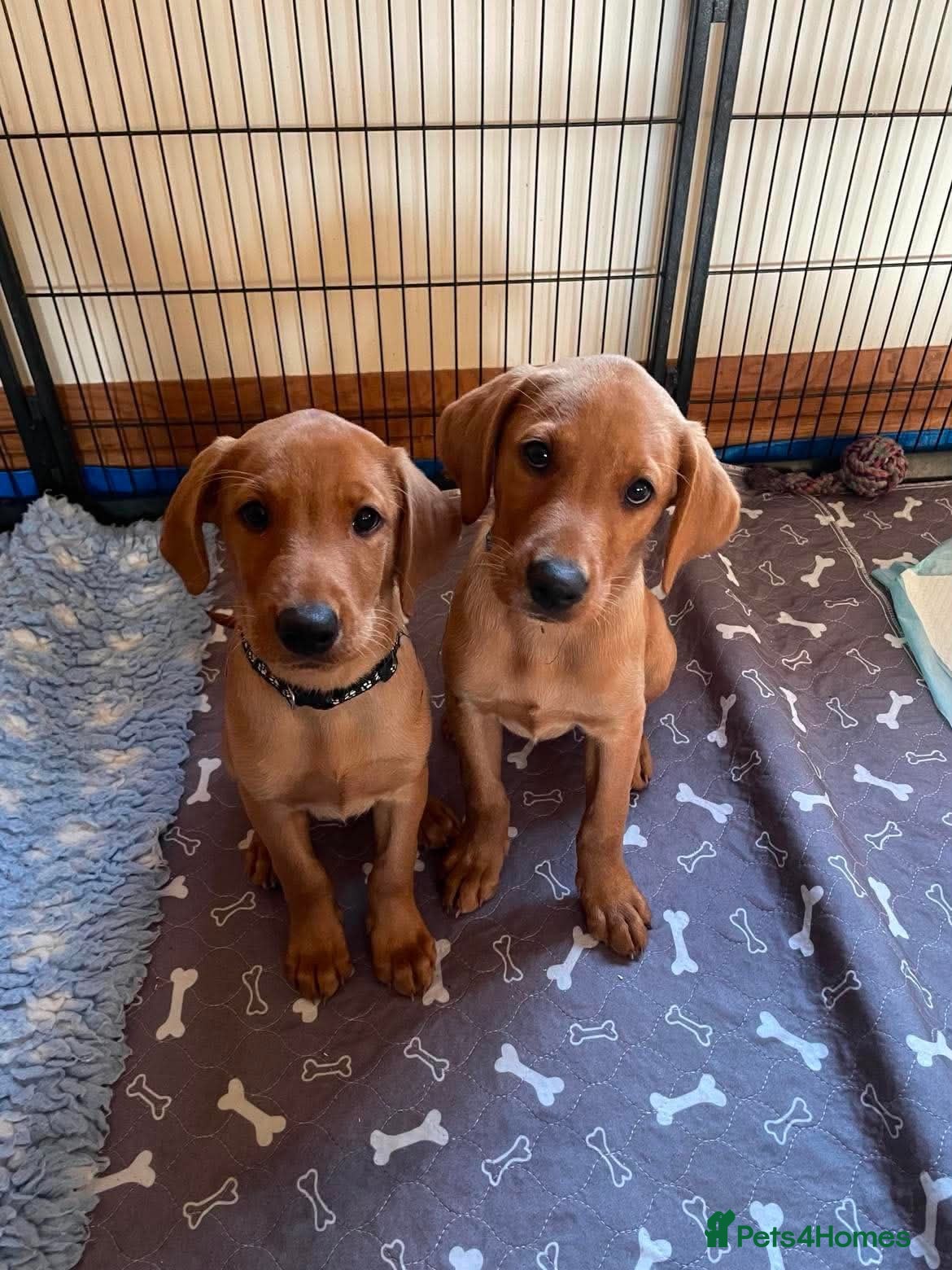 Labrador Retriever dogs STUNNING KC REG FOX RED LABRADOR PUPPIES - Advert 1